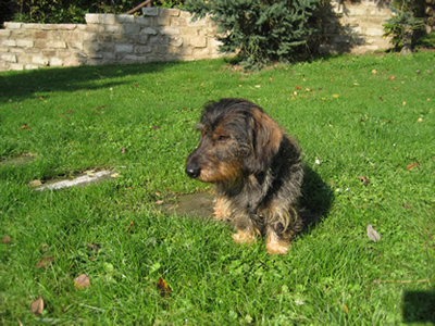 Filou