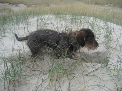 Filou