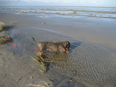 Filou