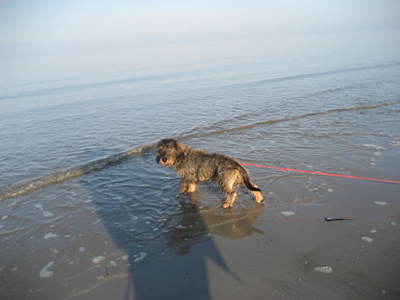 Filou