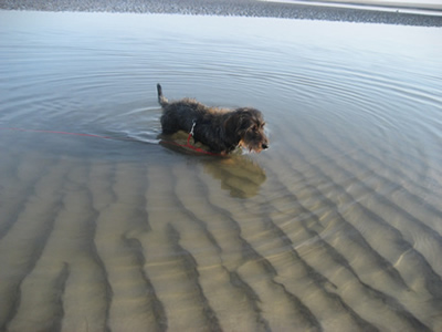 Filou