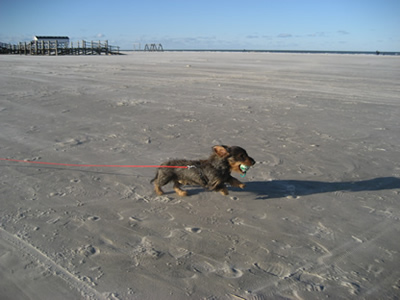 Filou