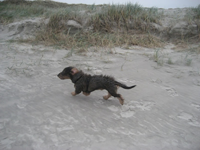 Filou