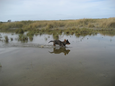 Filou