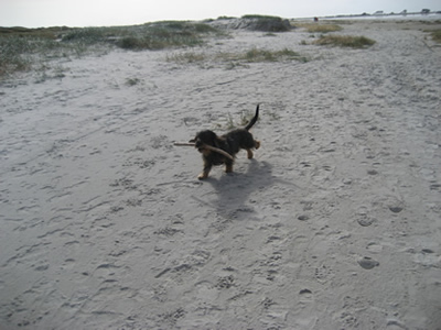 Filou