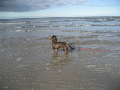 Filou