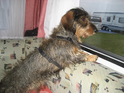 Filou