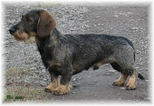 Asterix