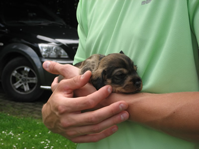 Filou