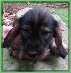 Fritz