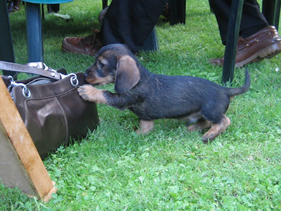 Filou