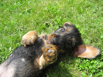 Filou